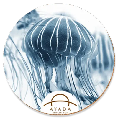 Round Round - Custom Socks Now