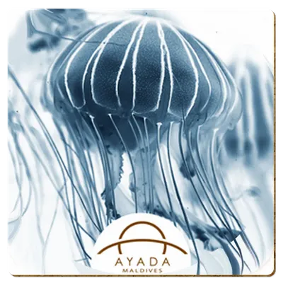 Square Square - Custom Socks Now