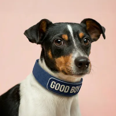 Pet Harness - Custom Socks Now