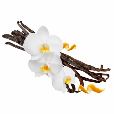 Vanilla - Custom Socks Now