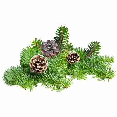 Pine - Custom Socks Now