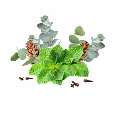 Eucalyptus & Mint - Custom Socks Now